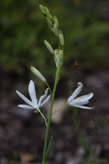 Anthericum liliago