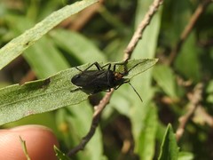 Oncopeltus luctuosus