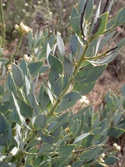Rafnia racemosa