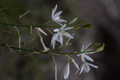 Anthericum liliago
