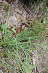 Anthericum liliago