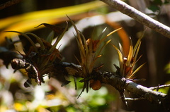 Tillandsia dasyliriifolia