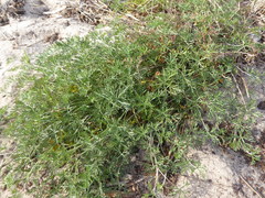 Geranium incanum