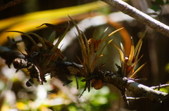 Tillandsia dasyliriifolia