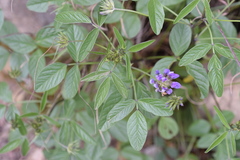 Bituminaria bituminosa