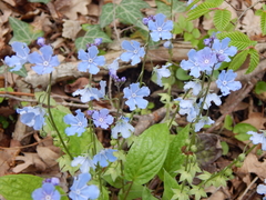 Omphalodes cappadocica