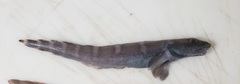 Eel Pout photo 2