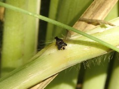 Penthobruchus germaini