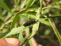 Oncopeltus luctuosus