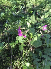 Primula × polyantha