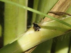 Penthobruchus germaini