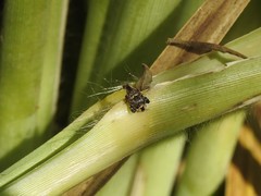 Penthobruchus germaini