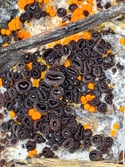 Pseudombrophila guldeniae