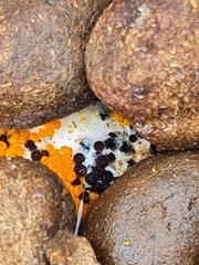 Pseudombrophila guldeniae