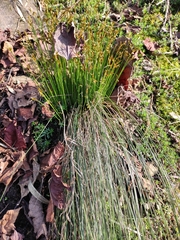 Trichophorum subcapitatum