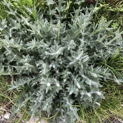 Cirsium vulgare