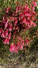 Erica versicolor