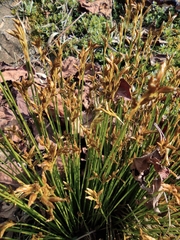 Trichophorum subcapitatum