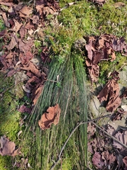 Trichophorum subcapitatum