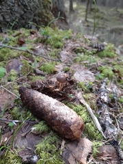 Strobilurus esculentus