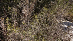 Seriphium cinereum