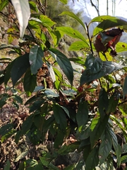 Maesa japonica