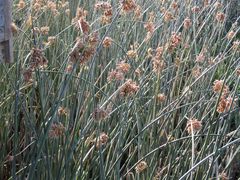 Schoenoplectus scirpoides