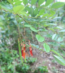 Poitea multiflora