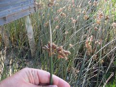 Schoenoplectus scirpoides