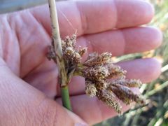 Schoenoplectus scirpoides