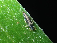 Heliothrips haemorrhoidalis