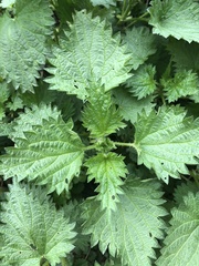 Urtica dioica