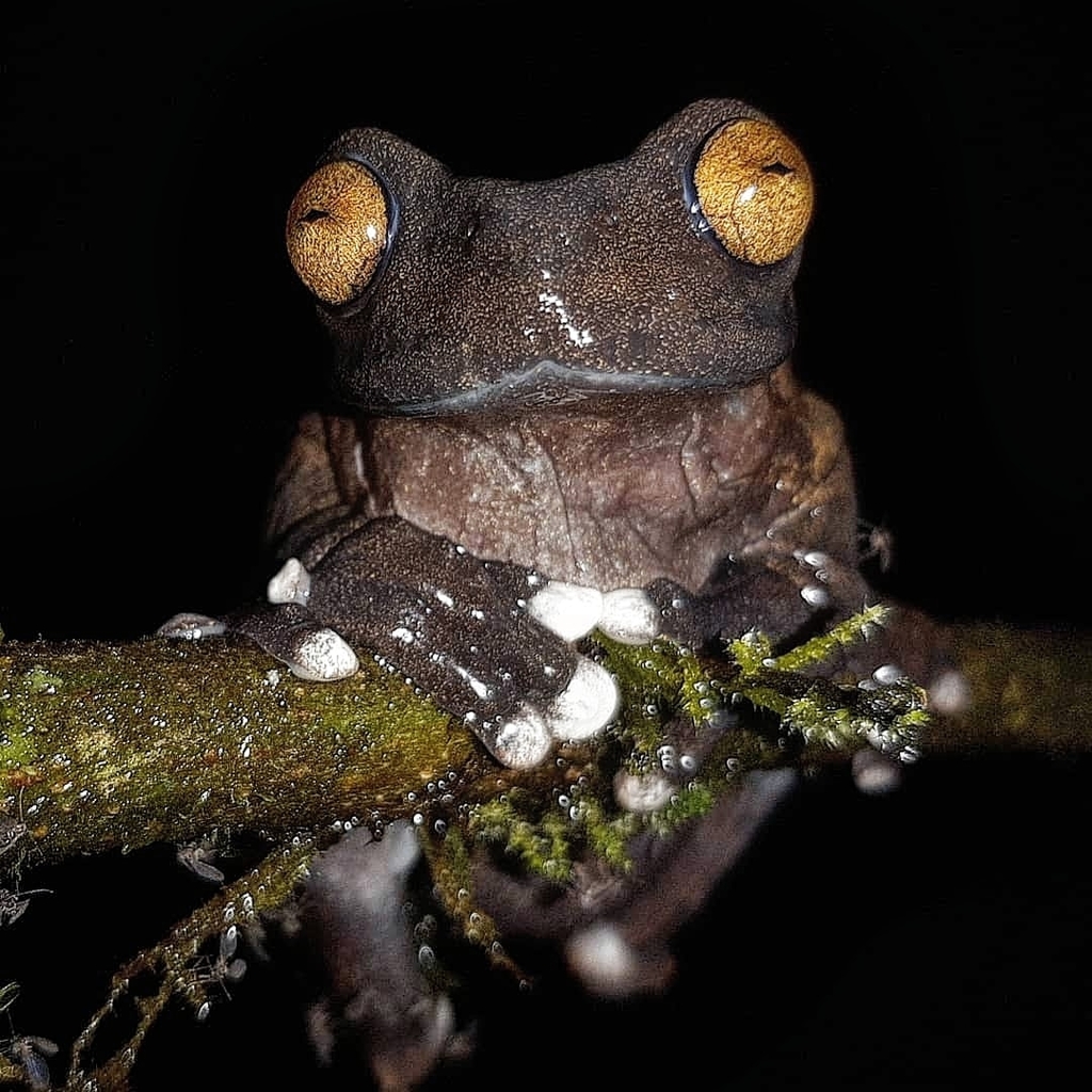 Tapichalaca Treefrog
