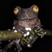 Tapichalaca Tree Frog - Photo (c) Michaël Moens, some rights reserved (CC BY-NC), uploaded by Michaël Moens