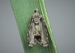 Celypha