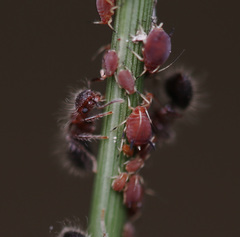 Meranoplus bicolor