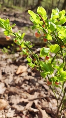 Vaccinium myrtillus