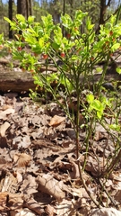 Vaccinium myrtillus