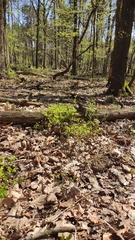 Vaccinium myrtillus