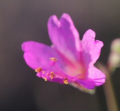 Mirabilis coccinea