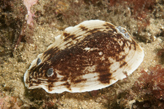 Aphelodoris varia