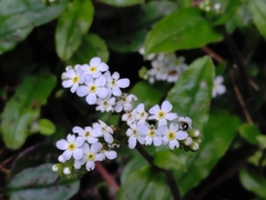 Trigonotis formosana