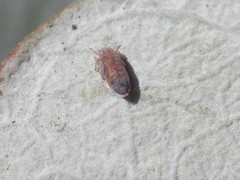 Ctenarytaina eucalypti