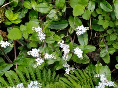 Trigonotis formosana