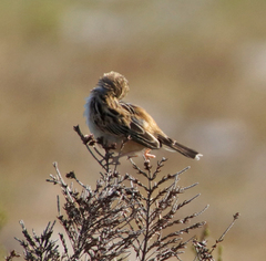 Cisticola juncidis terrestris