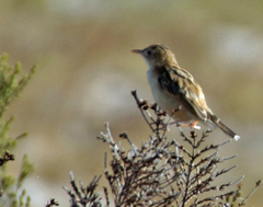 Cisticola juncidis terrestris