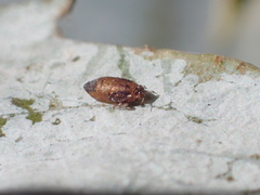 Ctenarytaina eucalypti