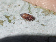Ctenarytaina eucalypti