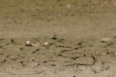 Anax guttatus