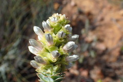 Paranomus roodebergensis